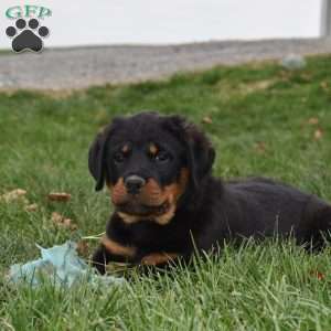 Duke, Rottweiler Puppy